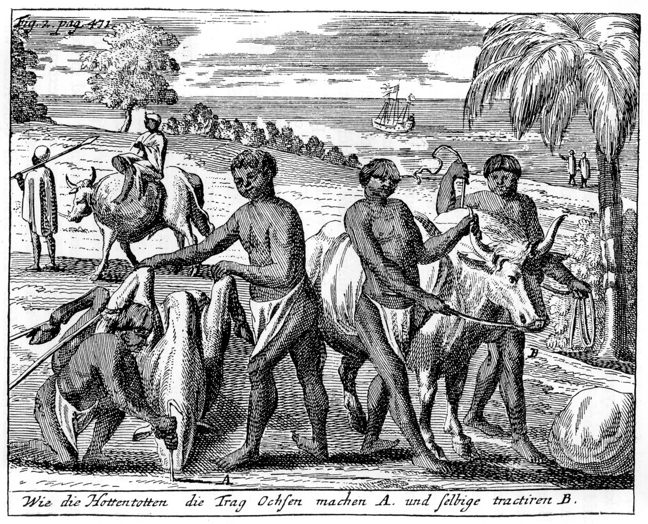 Khoikhois innbrudd av okser, Sør-Afrika, 1700-tallet 1931 av Unbekannt