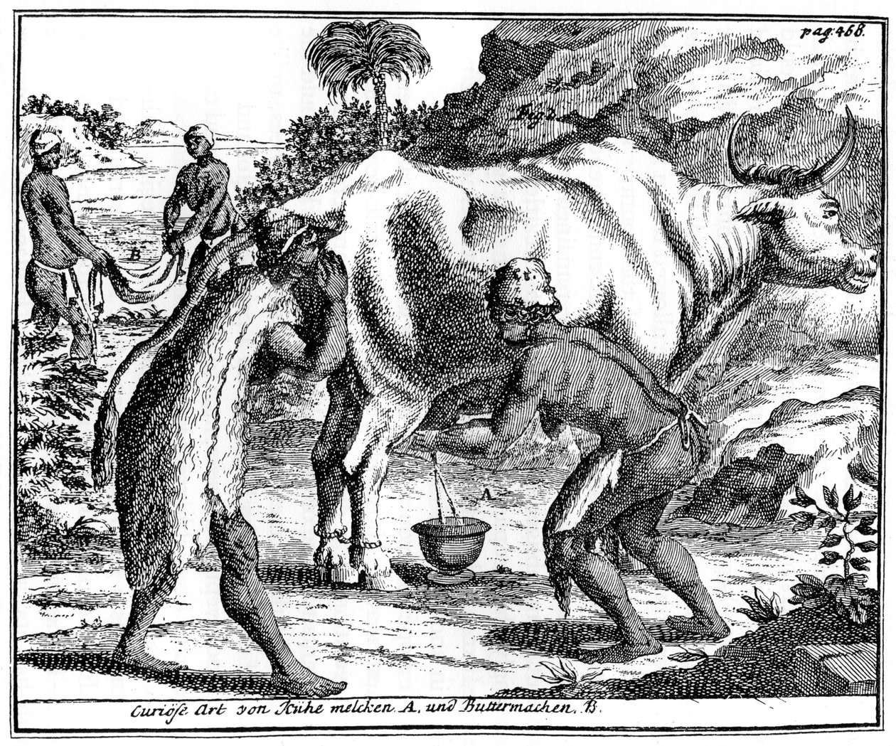Khoikhois melker kyr og lager smør, Sør-Afrika, 1700-tallet 1931 av Unbekannt