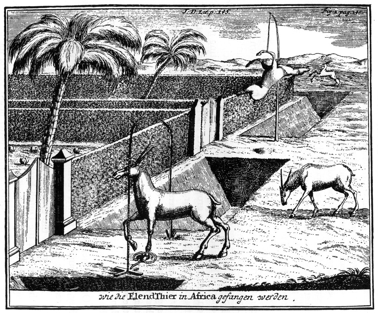 Khoikhois fangstantilope, Sør-Afrika, 1700-tallet 1931 av Unbekannt