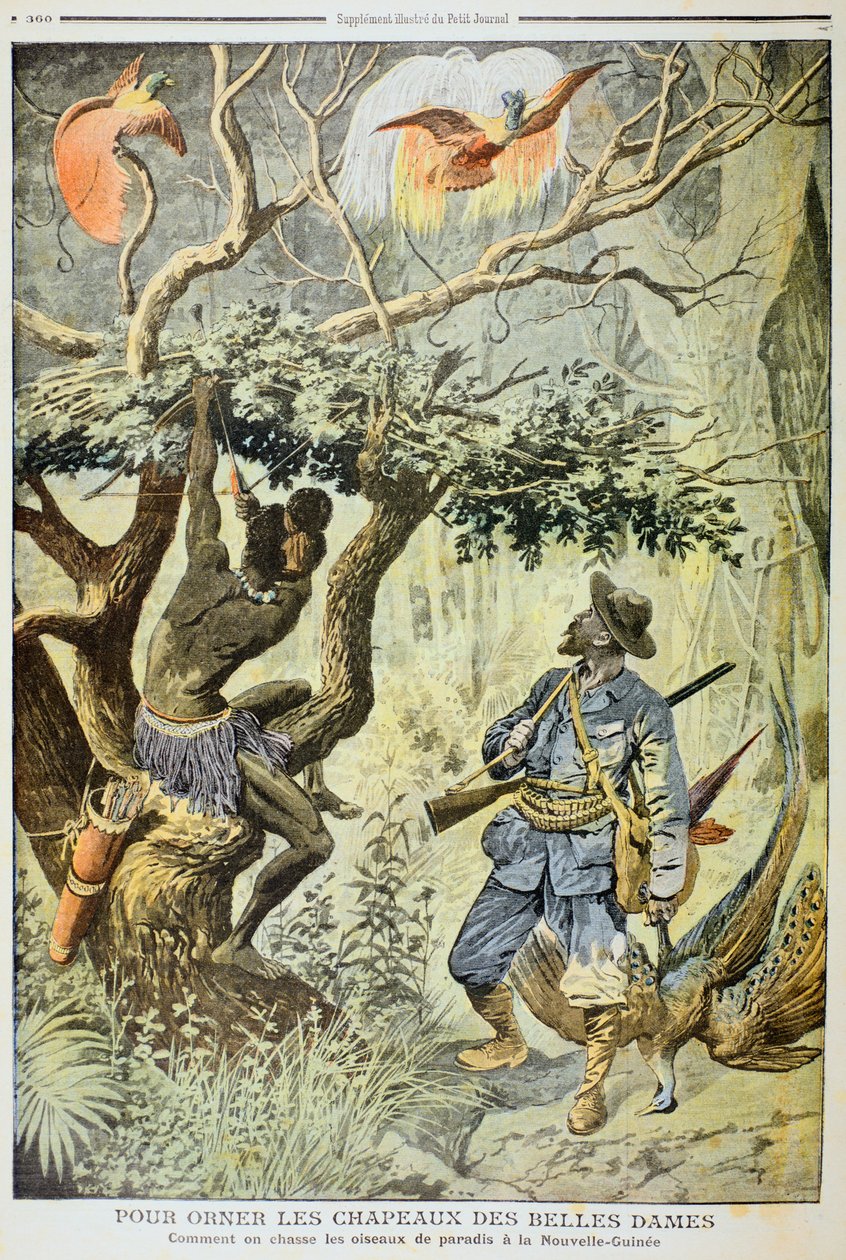 Killing Birds of Paradise, New Guinea, 1908 av Unbekannt