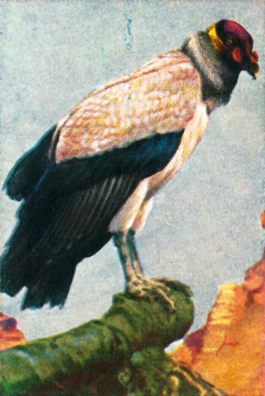 Kongegribb, c1928. av Unbekannt