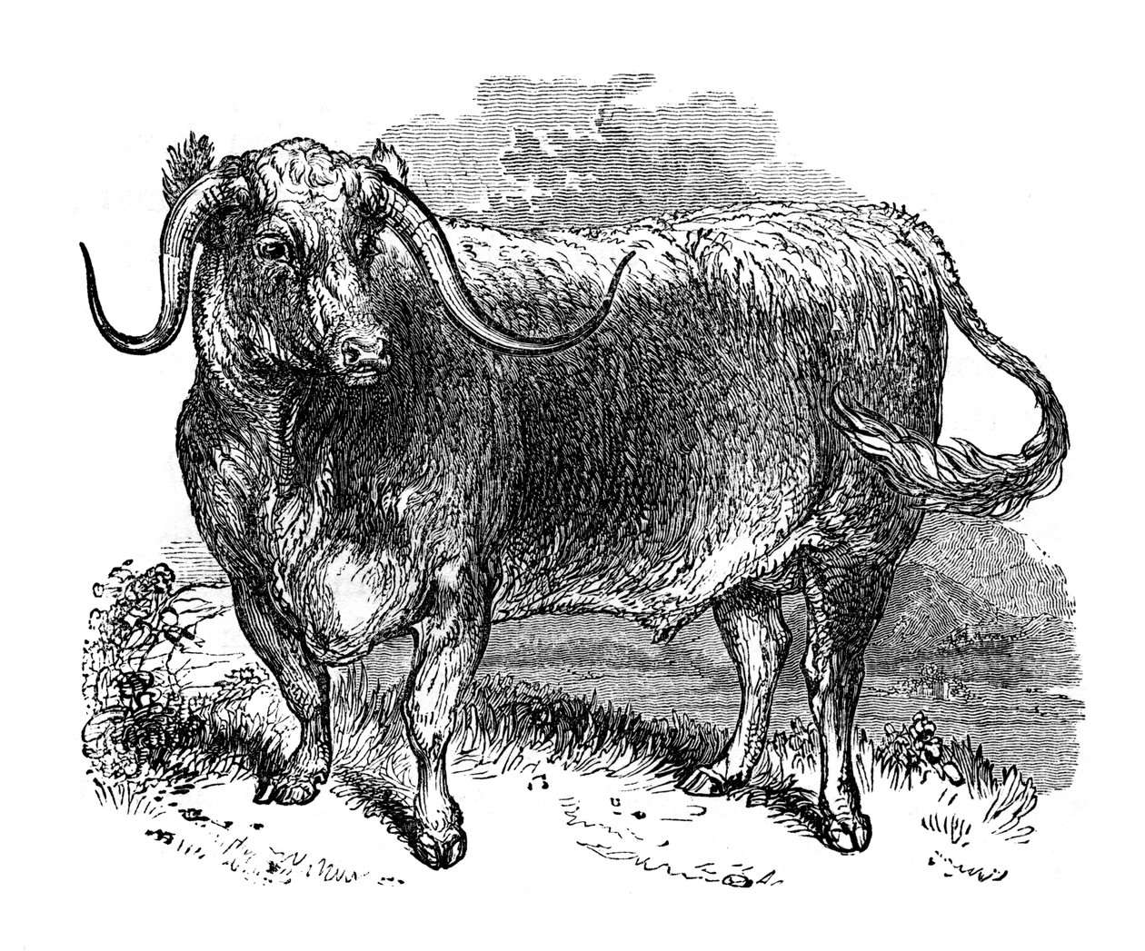Lancashire-okse, eksemplar av langhornede raser, 1848 av Unbekannt