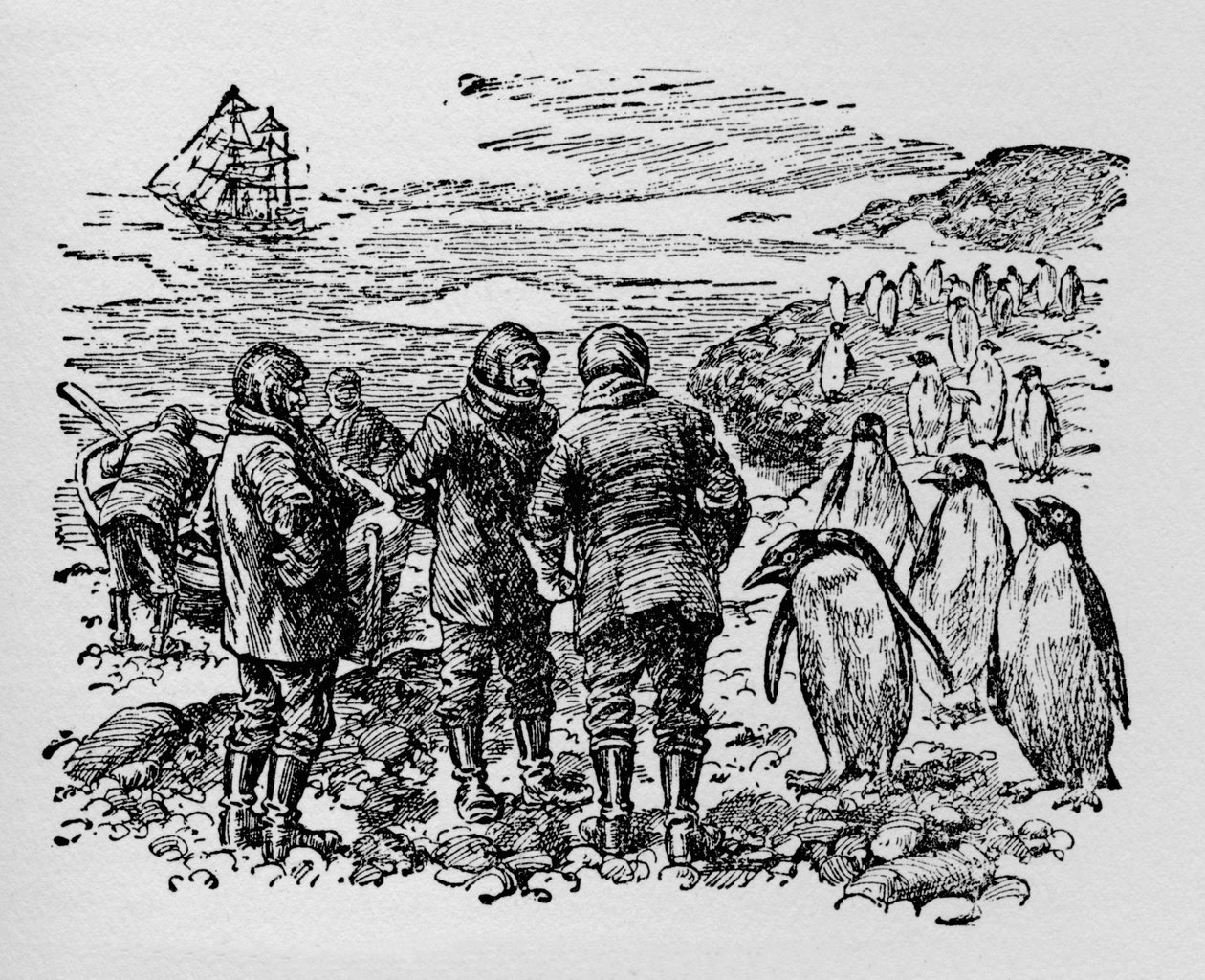 Landet på en liten øy bebodd av myriader av pingviner, ca 1918 av Unbekannt