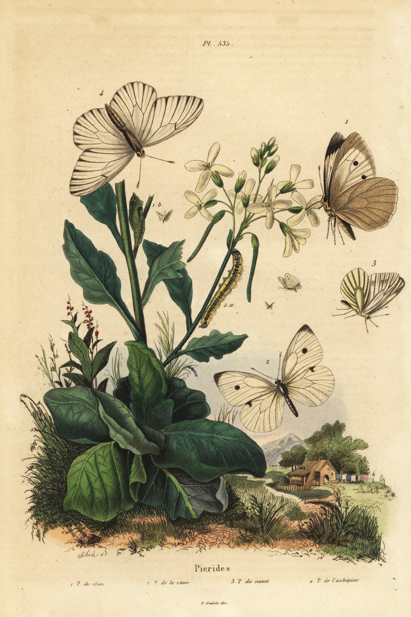 Stor hvit, Pieris brassicae 1, liten hvit, Pieris rapae 2, grønnåret hvit, Pieris napi 3, og svartåret hvit, Aporia crataegi 4. Pierid sommerfugler av Unbekannt