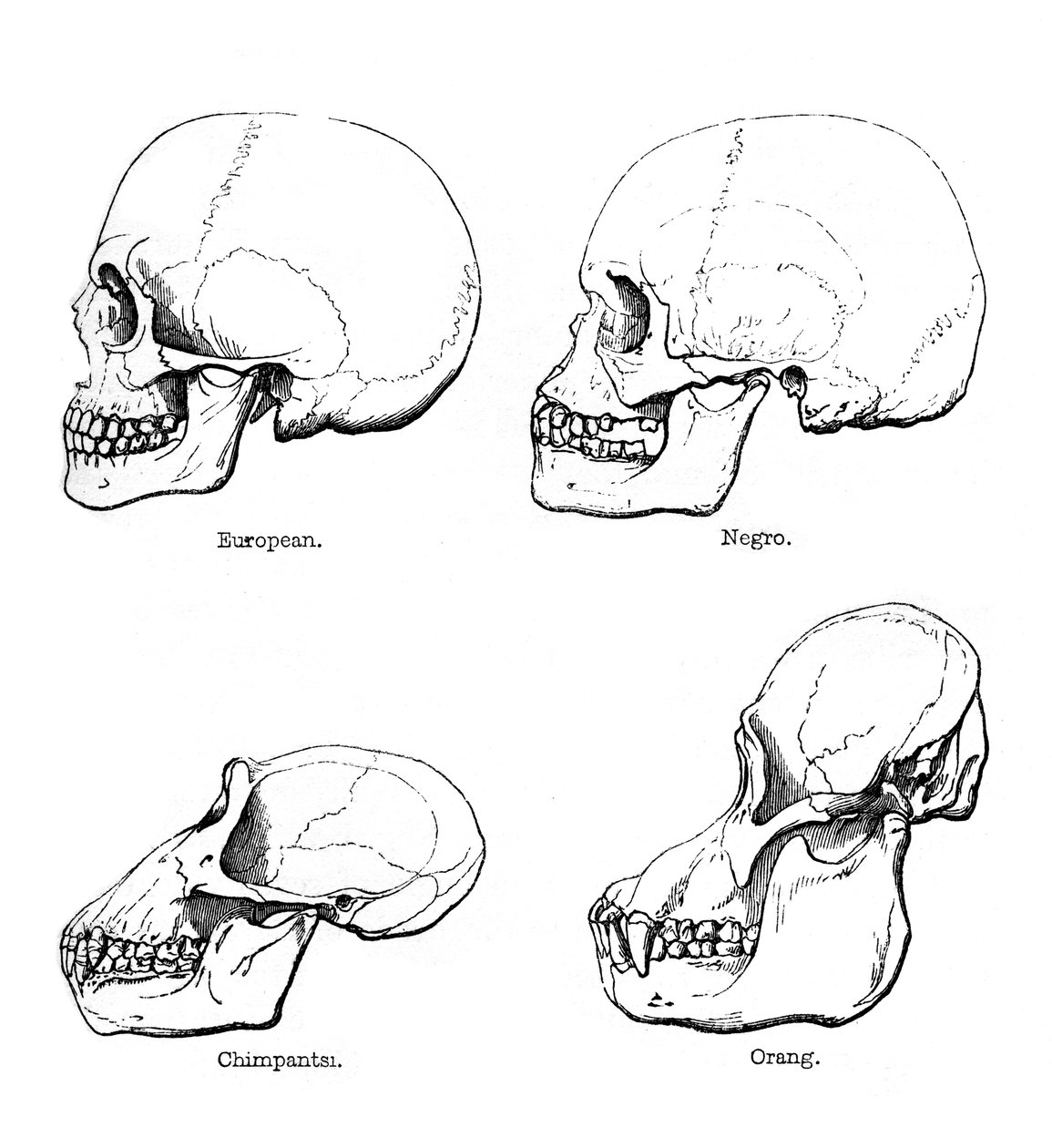 Sidevisning av hodeskallen eller profilen, 1848 av Unbekannt