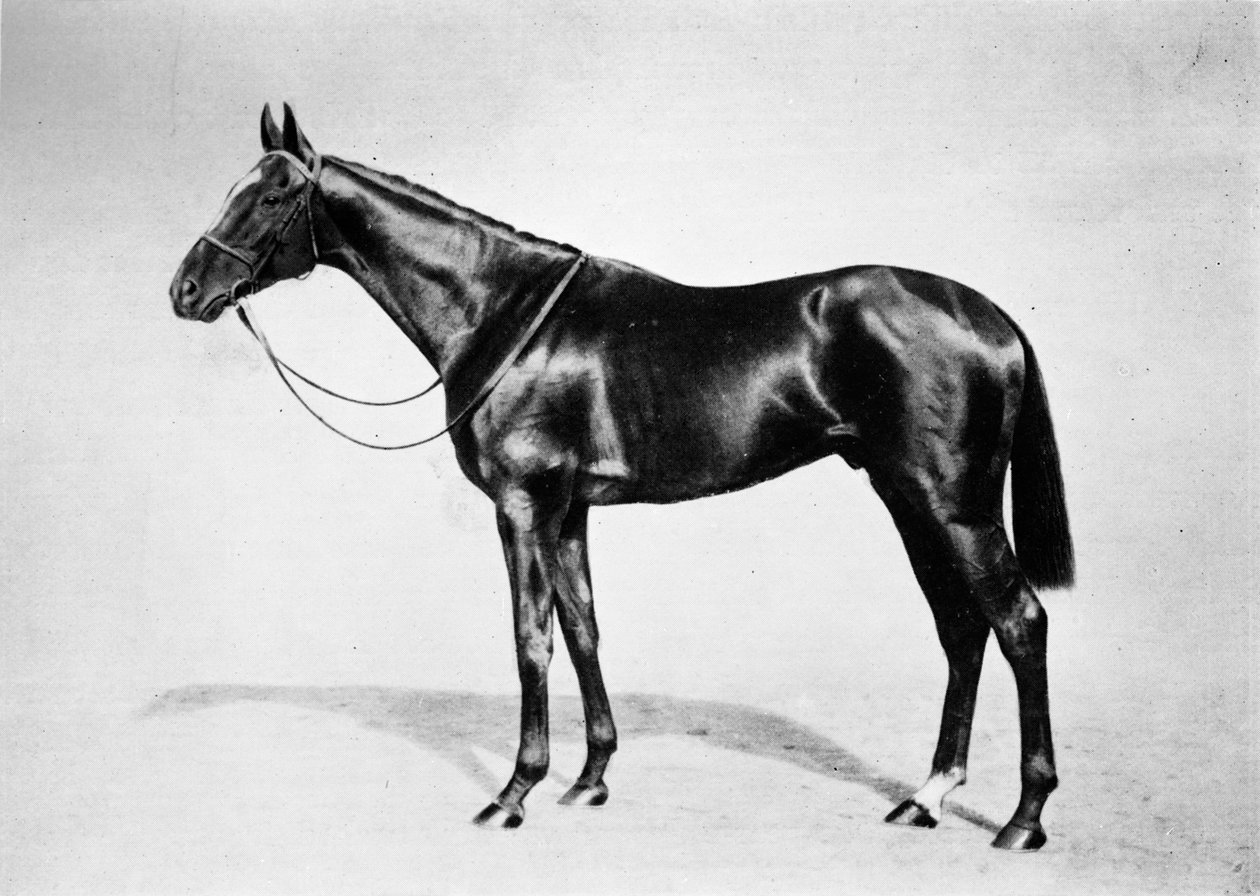 Lemberg, 1911 av Unbekannt