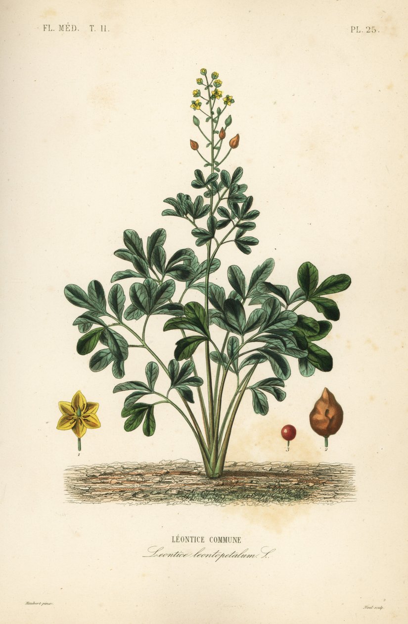Leontice, Leontice leontopetalum, Leontice commune av Unbekannt