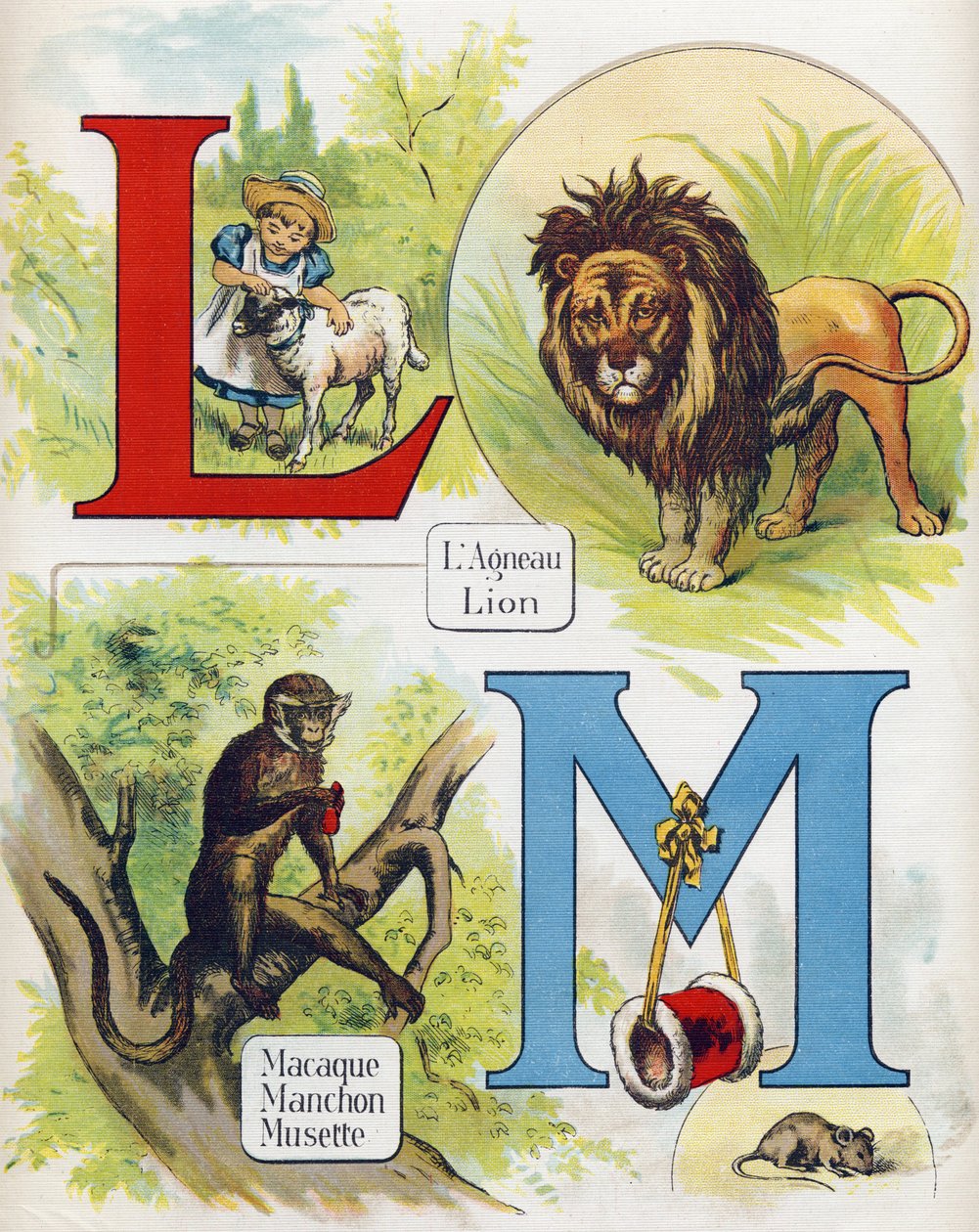 Bokstaven L og M: lam og løve, makak, erme og musette. Gravering i "ABC L'alphabet des bebes". Ubrytelig volum på lerret i kromolitografi. A. Capendu, redaktør, Paris. Tidlig på 1900-tallet, rundt 1905. Bilder av engelsk opprinnelse, akkompag av Unbekannt