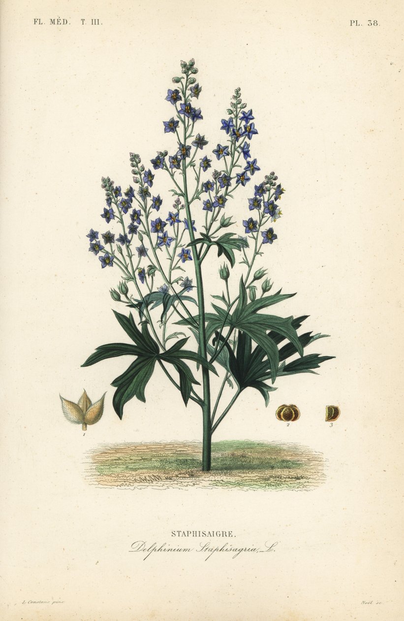 Like-Bene og Stavessere, Delphinium Staphysagriae, Staphysagri av Unbekannt