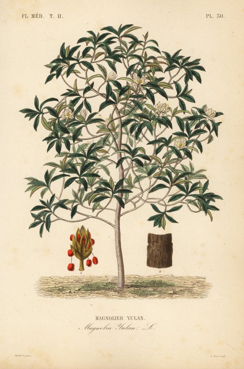 Lilytree eller Yulan magnolia, Magnolia denudata, Magnolia yulan, Magnolier yulan av Unbekannt