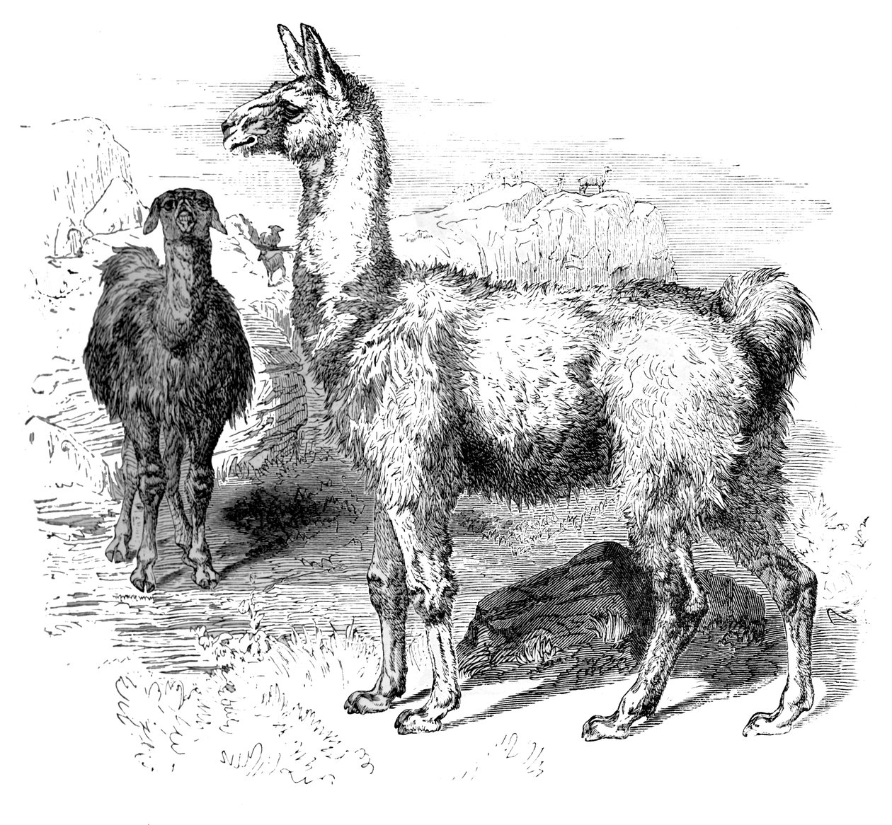 Flammer, c1880 av Unbekannt