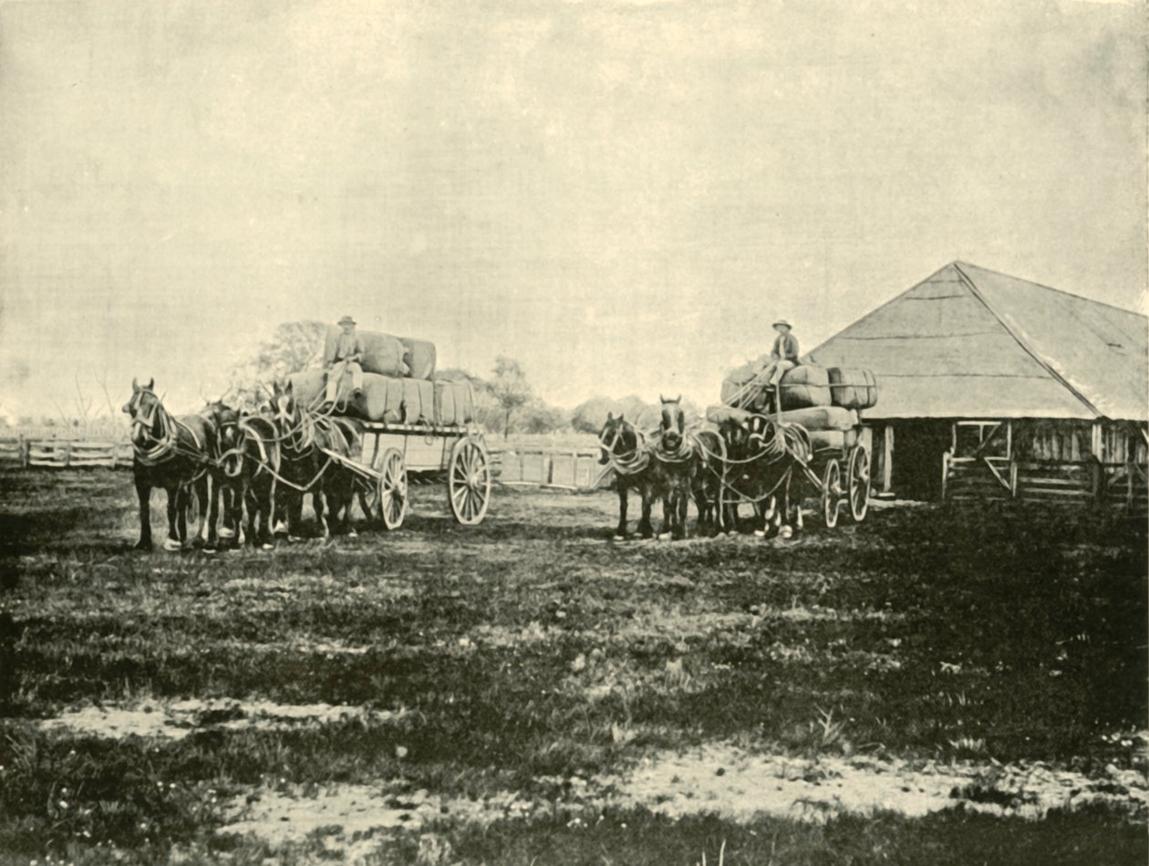 Laster ull, Warrawooh Station, Wimmera, 1901. av Unbekannt