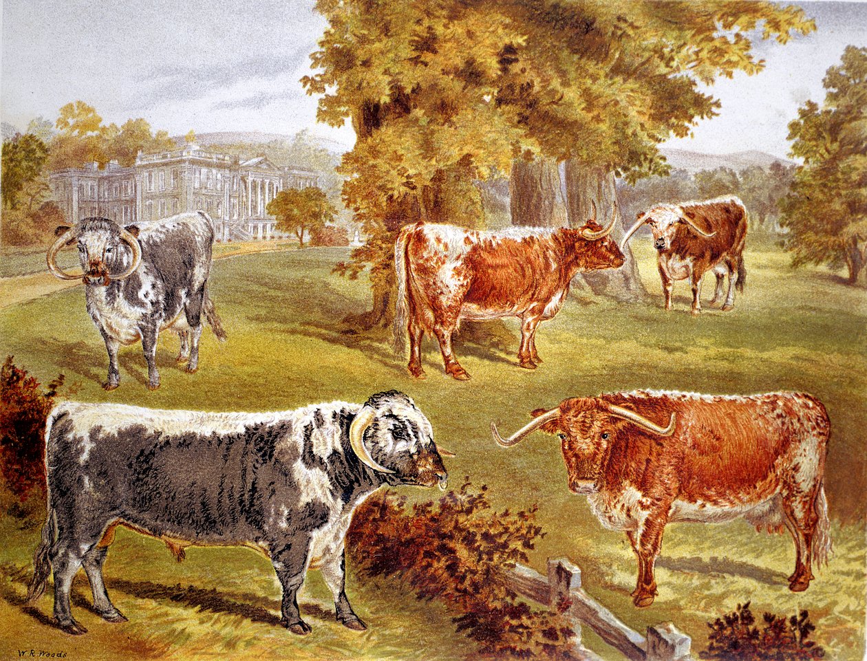 Longhorn storfe eid av Sir John Harpur-Crewe, Calke Abbey, 1885 av Unbekannt
