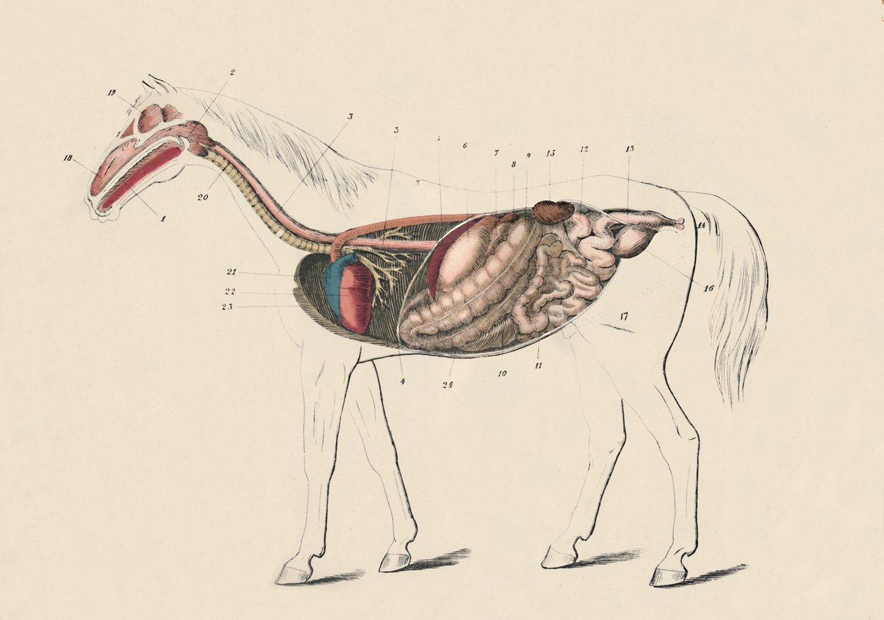 Lengdesnitt av hesten, c1879. av Unbekannt