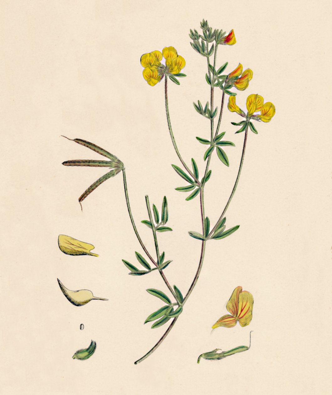 Lotus tenius. Slank fuglefot trefoil, 1800-tallet av Unbekannt