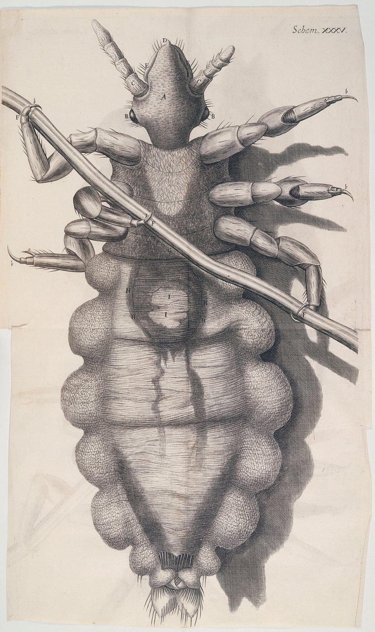 Lus som klamrer seg til et menneskehår i Hookes Micrographia, 1665 av Unbekannt