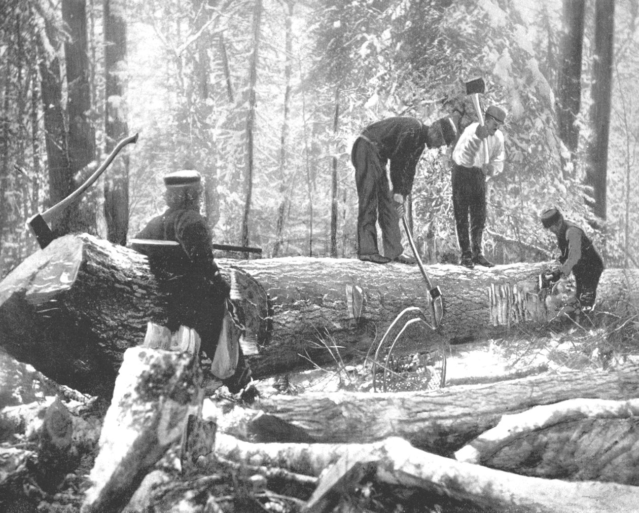 Tømmer ved elven Ottawa, Canada, ca 1900. av Unbekannt