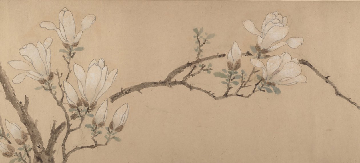 Magnolia, datert 1549. av Unbekannt