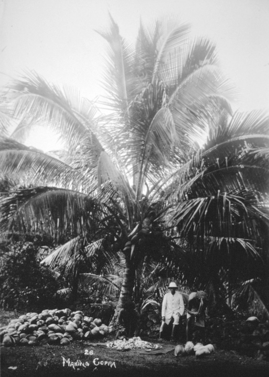 Å lage kopra, Salomonøyene, Fiji, 1905 av Unbekannt