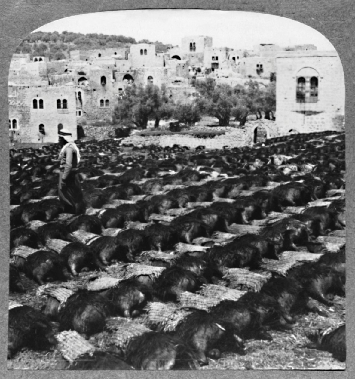 Lage vinflasker, Hebron, c1900 av Unbekannt