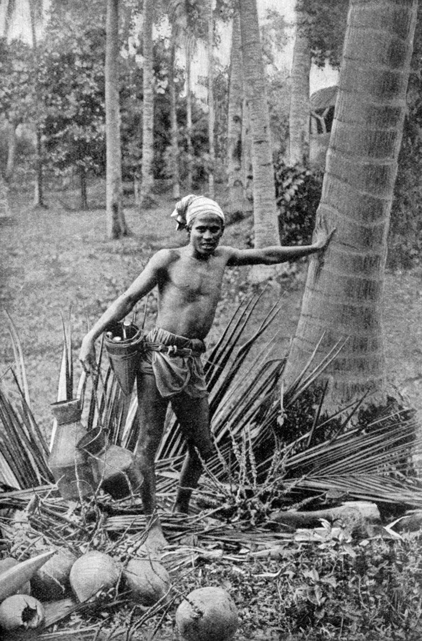 Malayisk samler den søte vinen fra toddytreet, 1922 av Unbekannt