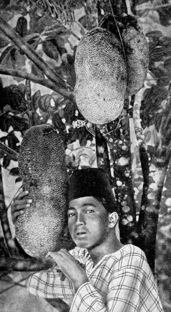Malayisk sanking av jackfruit, 1922 av Unbekannt