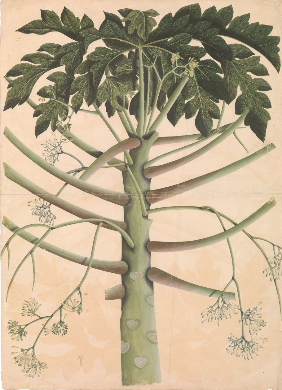 Hann Papaya Tree, ca. 1790-1800. av Unbekannt