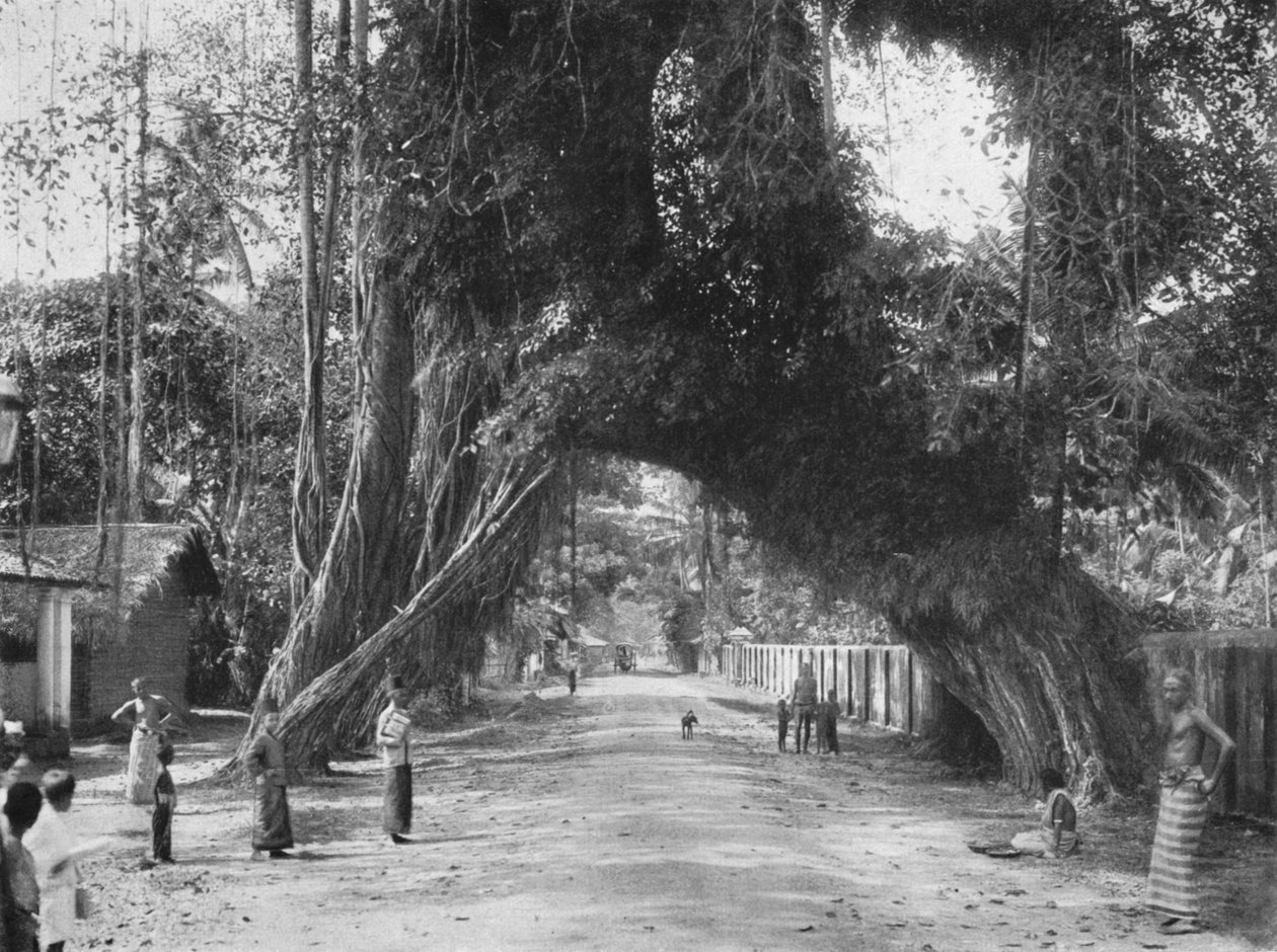 Pittoreske gammelt fikentre Ficus indica på Colombo-Galle-veien nær Kalutara, 1926 av Unbekannt