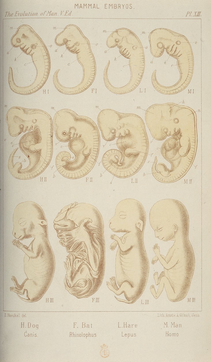 Pattedyrembryoer, 1905 av Unbekannt