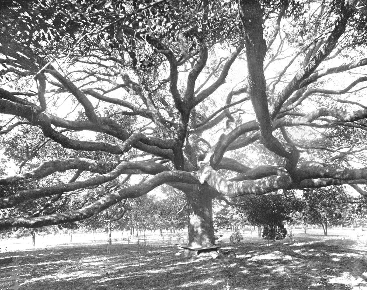 Mammoth Live Oak, nær Jacksonville, Florida, USA, c1900. av Unbekannt