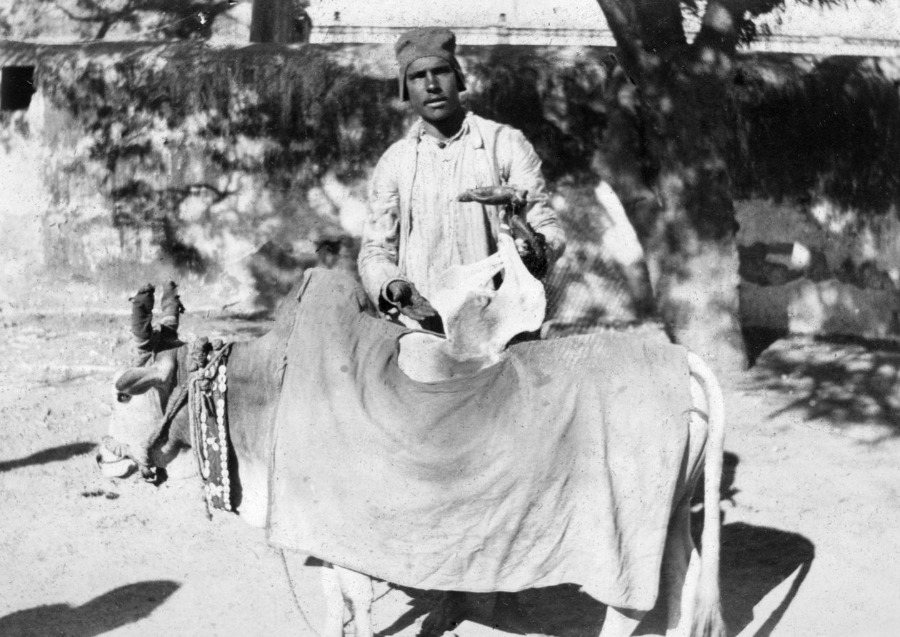 Mann med en deformert ku, India, 1916-1917 av Unbekannt