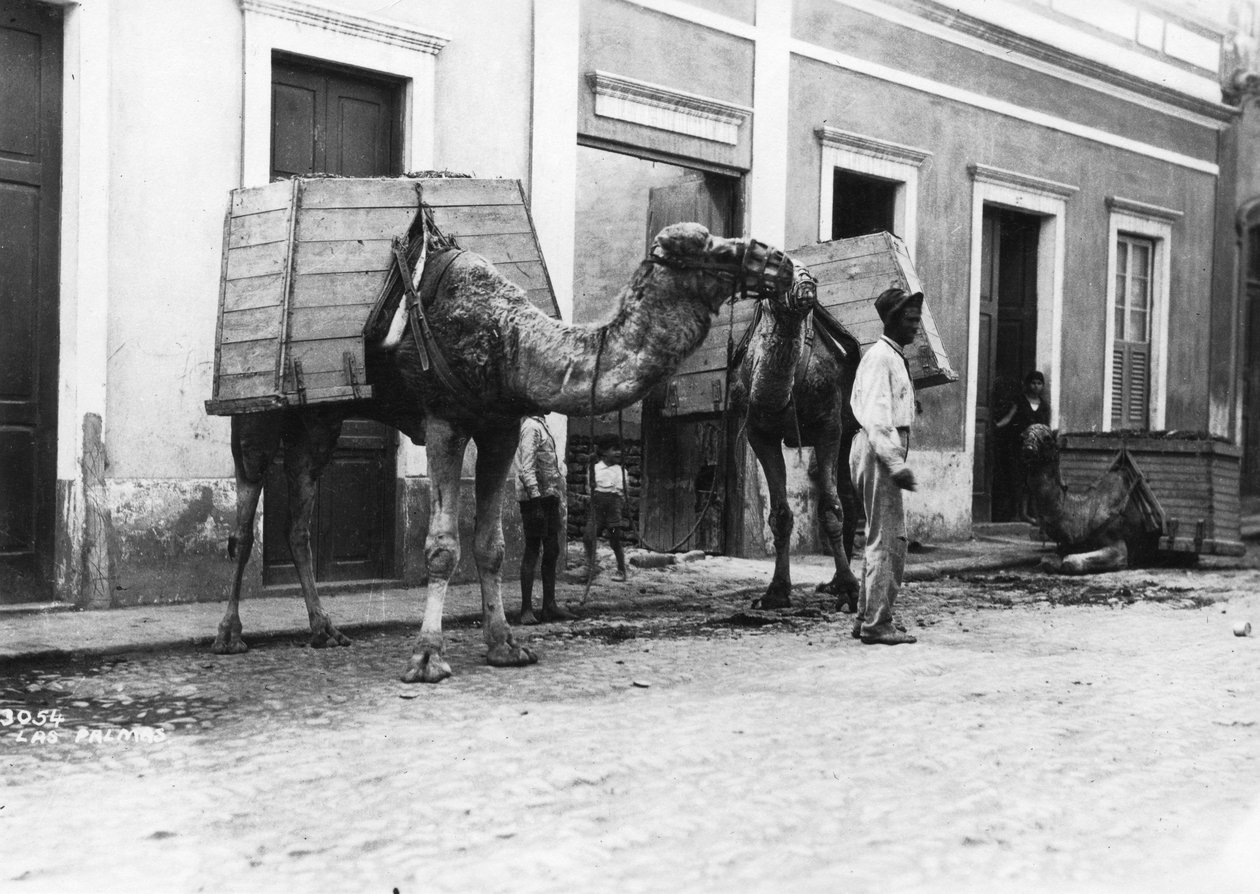 Mann med kameler, Las Palmas, Gran Canaria, Kanariøyene, Spania, c1920-c1930s av Unbekannt