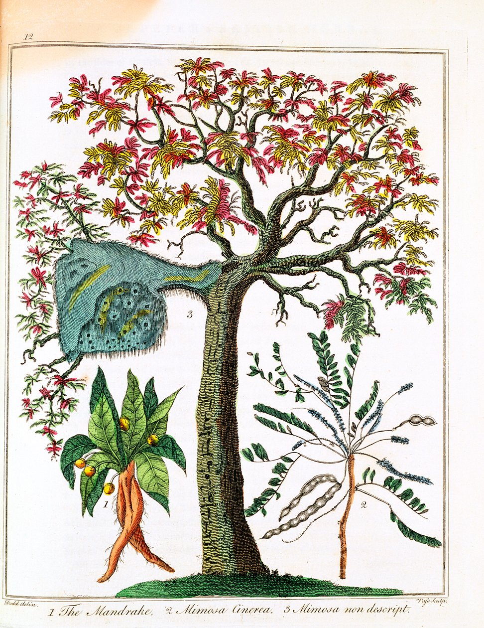 Mandrake, Sensitive Plant, and Acacia, c1795 av Unbekannt