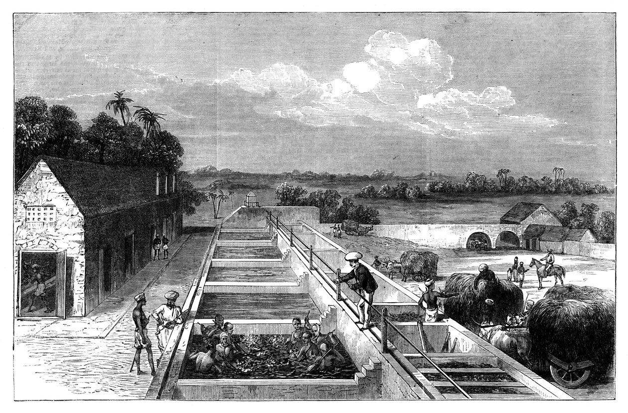 Produserer indigo i Tirhoot Muzaffarpur, Nedre Bengal, 1869 av Unbekannt