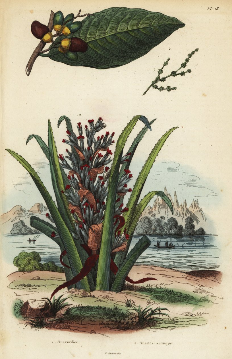 Merkemutter, Semecarpus anacardium 1 og pingvin eller pinuela frukt, Bromelia pingvin 2 av Unbekannt
