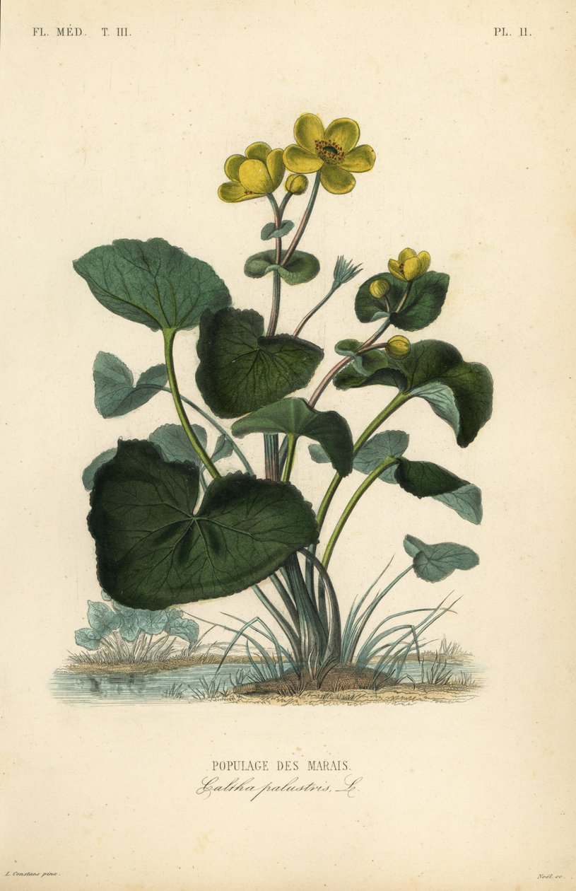 Marsh ringblomst eller kongebeger, Caltha palustris, Populage des marais av Unbekannt