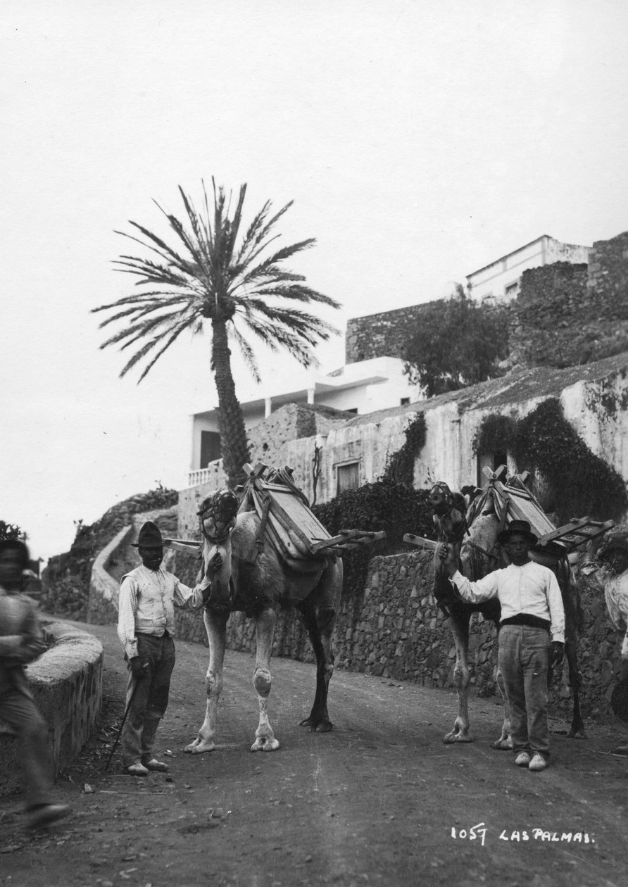 Menn med kameler, Las Palmas, Gran Canaria, Kanariøyene, Spania, c1920-c1930s av Unbekannt