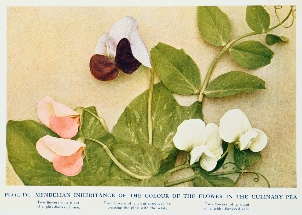 Mendelsk arv av fargen på blomsten i den kulinariske erten, 1912 av Unbekannt
