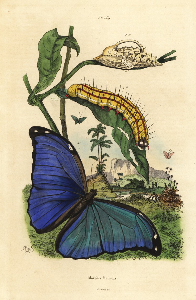 Menelaus blå morpho sommerfugl, Morpho menelaus, larve og puppe av Unbekannt