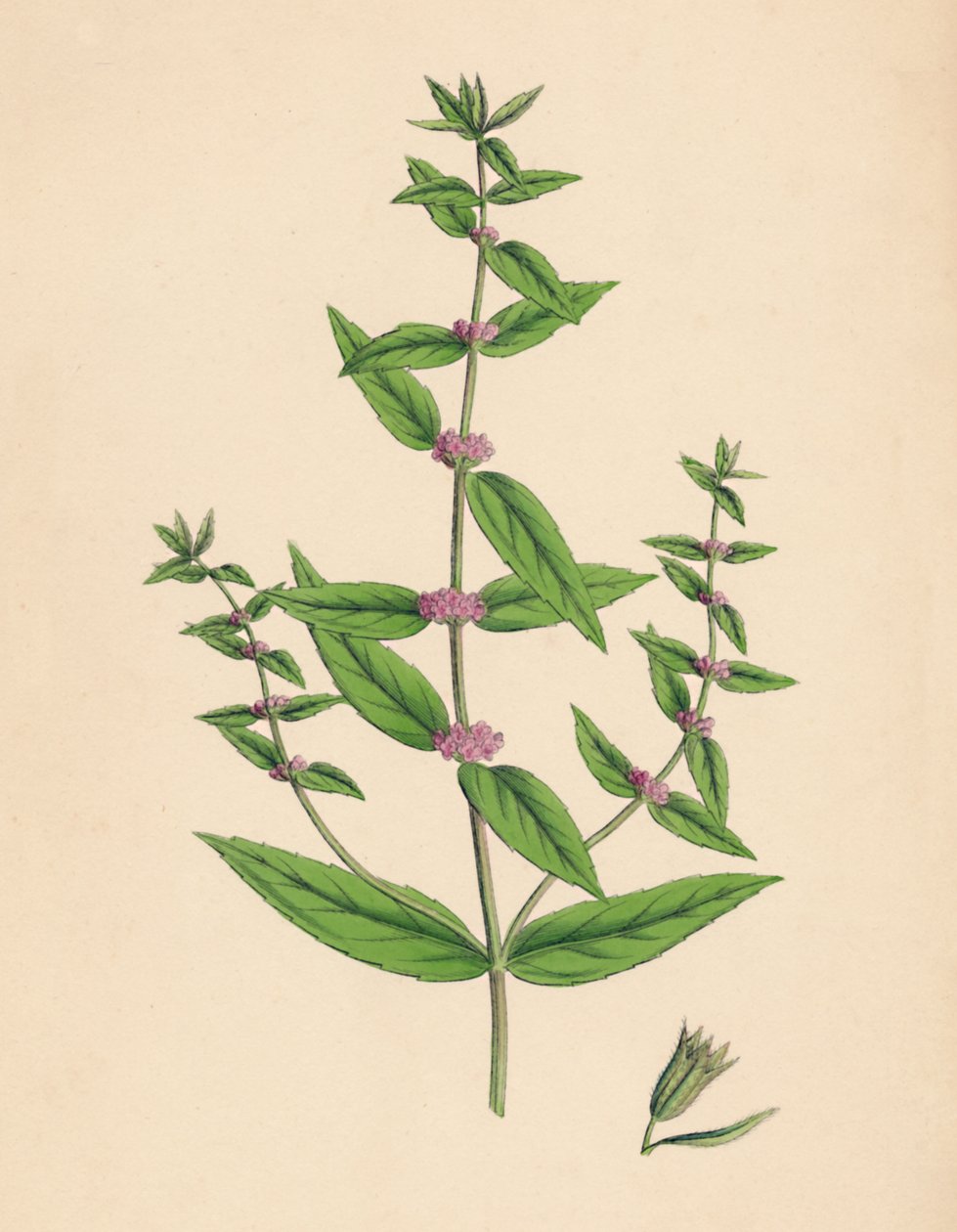 Mentha gracilis, var. ekte. Slank mynte, 1800-tallet av Unbekannt