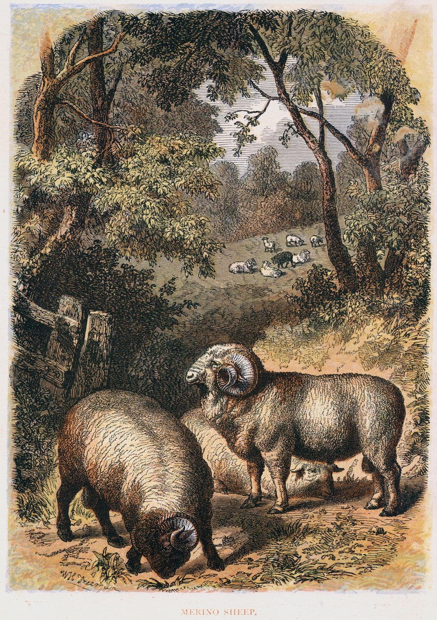 Merino sau, c1860 av Unbekannt