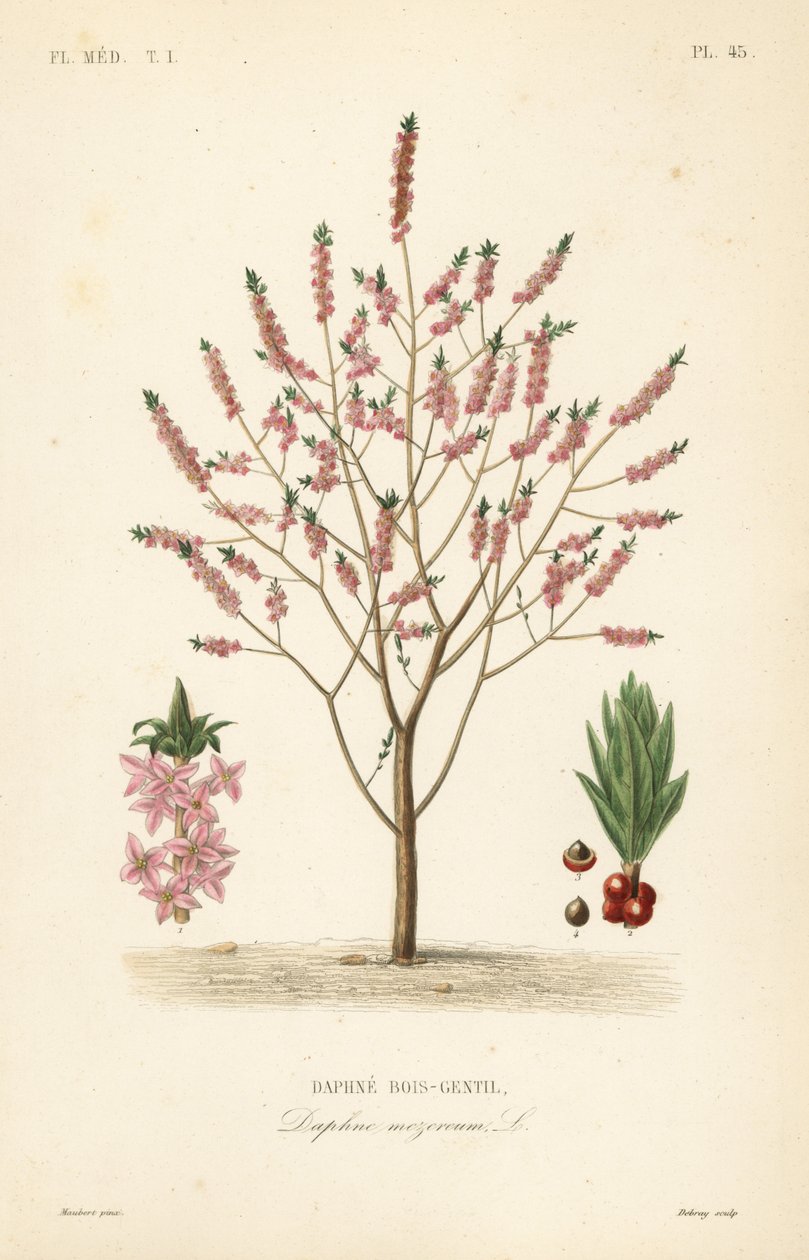 Mezereon eller spurge laurbær, Daphne mezereum, Daphne bois-gentil av Unbekannt