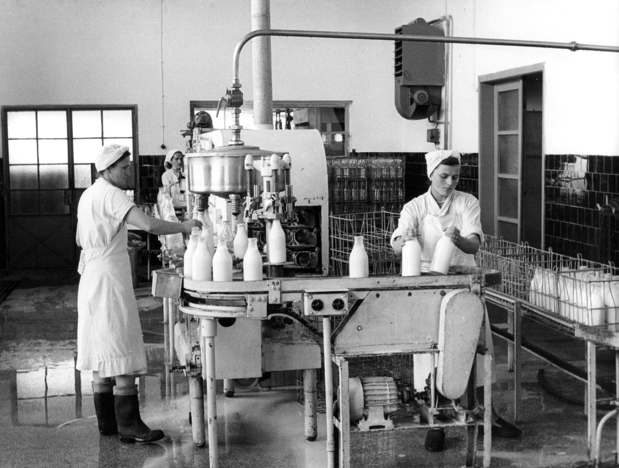 Melkeproduksjon, Zagreb, Jugoslavia, 1952 av Unbekannt