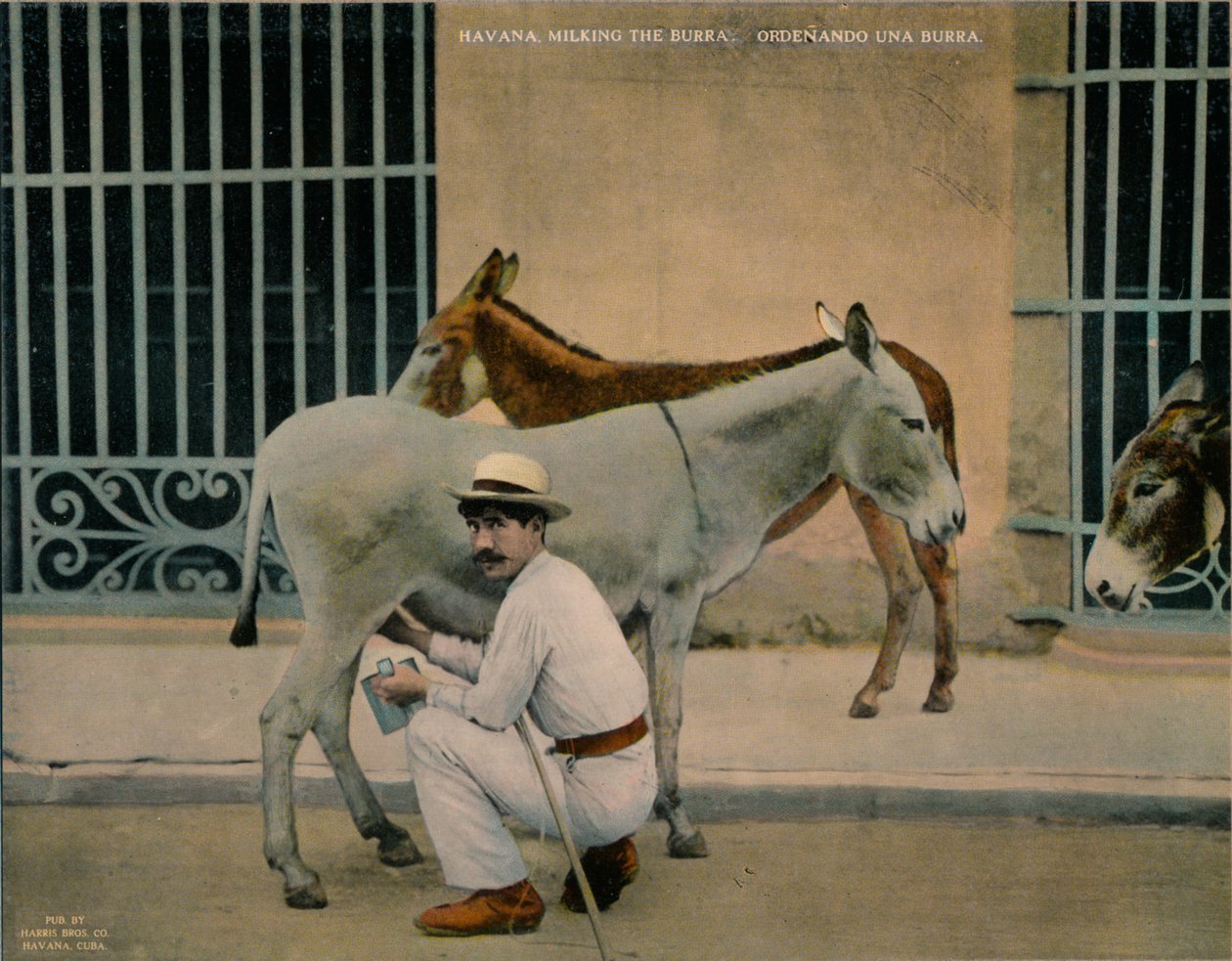 Melking av esler, Havana, Cuba, c1920 av Unbekannt