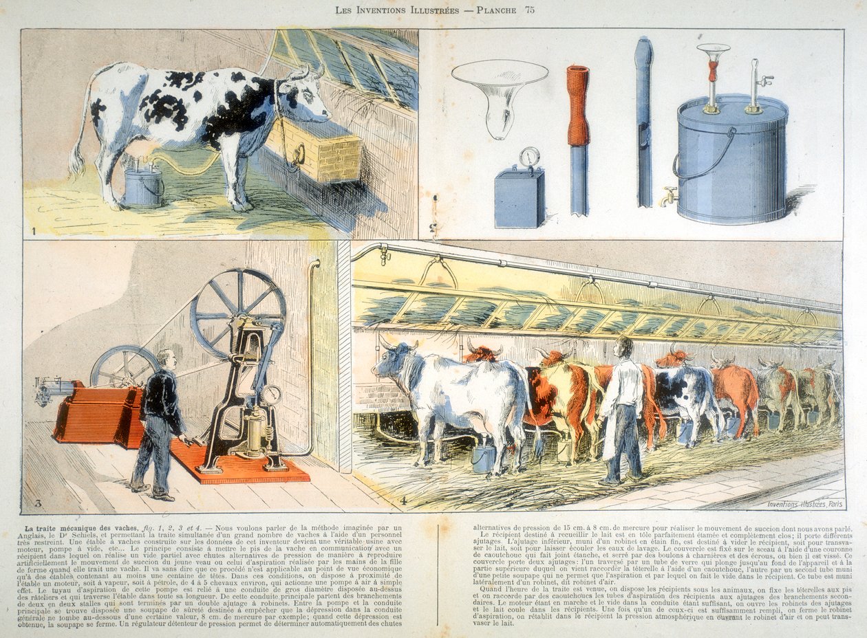 Melkestall utstyrt med Thistle-suge- og pulseringsmelkemaskin, 1899 av Unbekannt