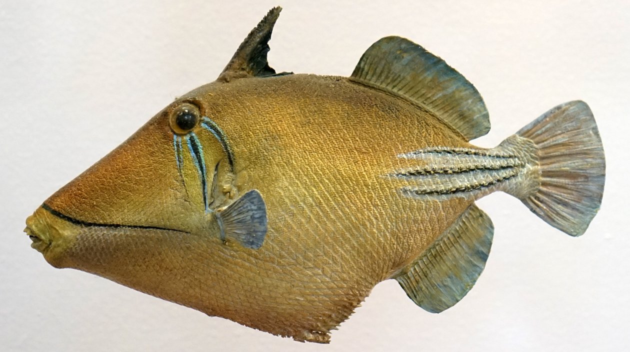 Modell av en lagune-triggerfish, 2000 av Unbekannt