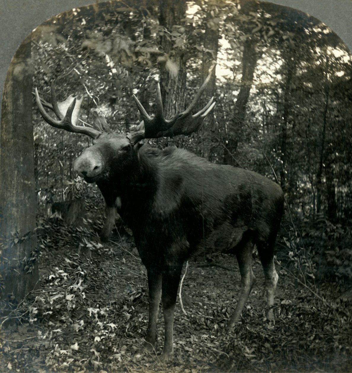 Monarch of All I Survey, 1899. av Unbekannt