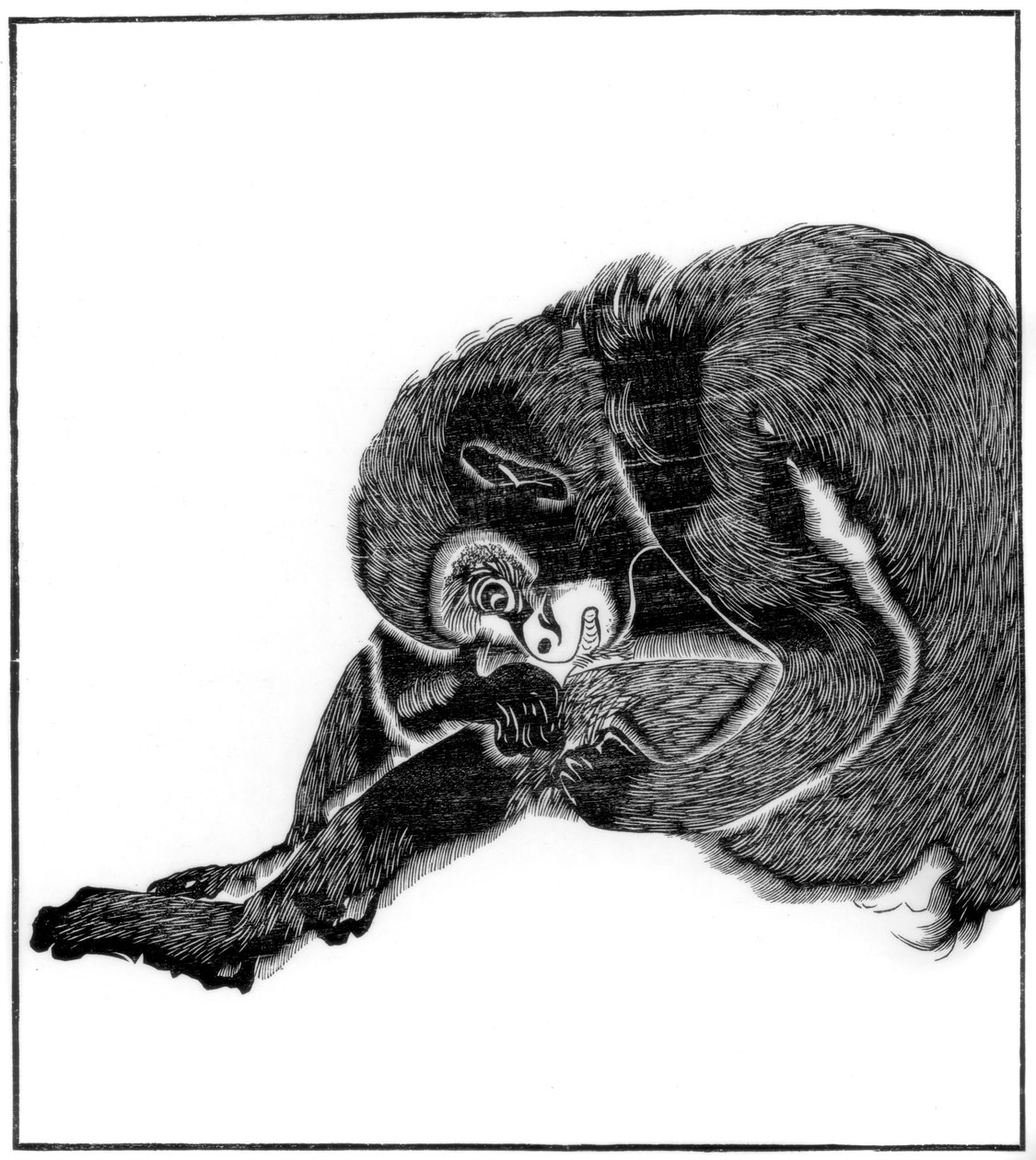 Monkey, 1766 1886 av Unbekannt