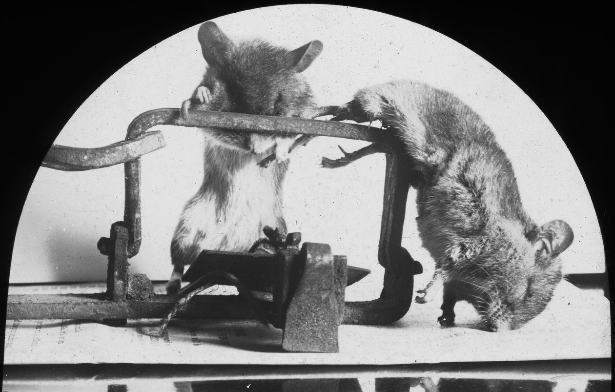 Muse- eller rottefelle, sent på 1800- eller begynnelsen av 1900-tallet av Unbekannt
