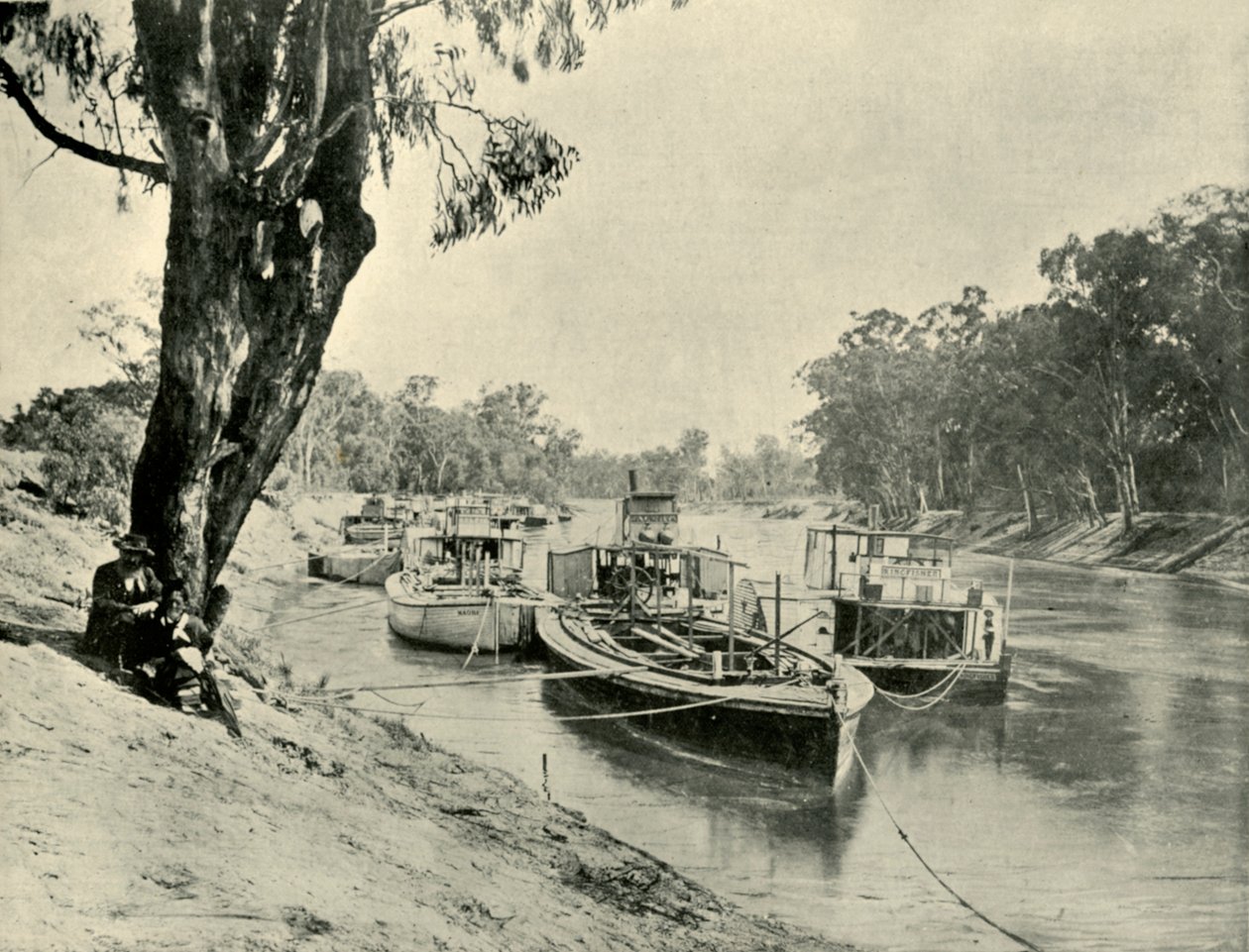 Murray lektere og dampbåter ved Echuca, 1901. av Unbekannt